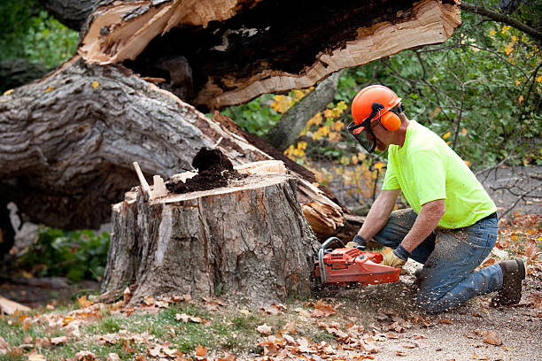 Tree Service Company in Darlington, SC